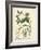 Botanica Anagyris-The Vintage Collection-Framed Giclee Print