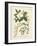 Botanica Anagyris-The Vintage Collection-Framed Giclee Print