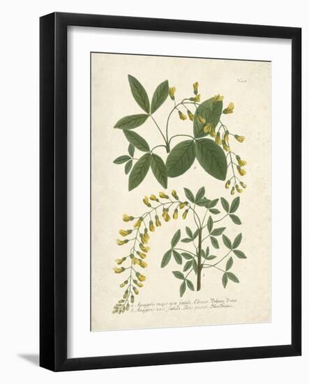 Botanica Anagyris-The Vintage Collection-Framed Giclee Print