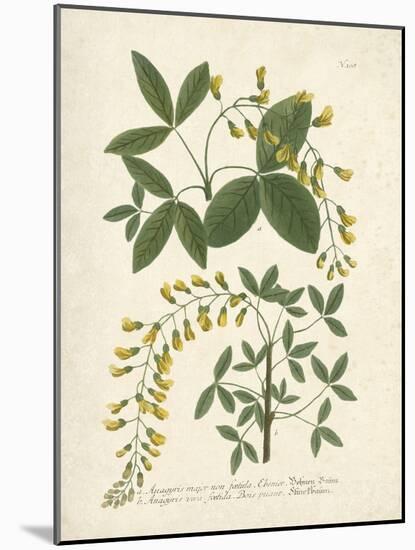 Botanica Anagyris-The Vintage Collection-Mounted Giclee Print