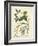 Botanica Anagyris-The Vintage Collection-Framed Giclee Print