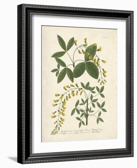 Botanica Anagyris-The Vintage Collection-Framed Giclee Print