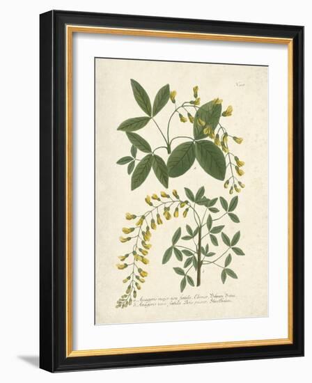 Botanica Anagyris-The Vintage Collection-Framed Giclee Print