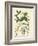 Botanica Anagyris-The Vintage Collection-Framed Art Print