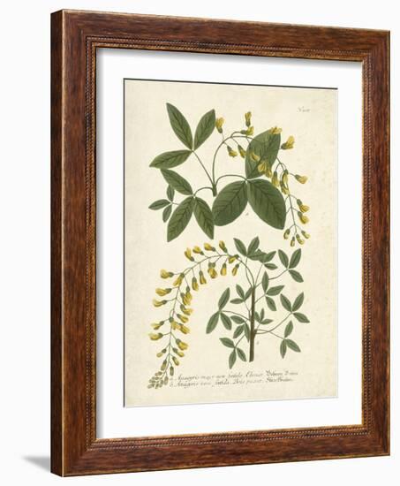 Botanica Anagyris-The Vintage Collection-Framed Art Print