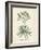 Botanica Anchusa-The Vintage Collection-Framed Giclee Print
