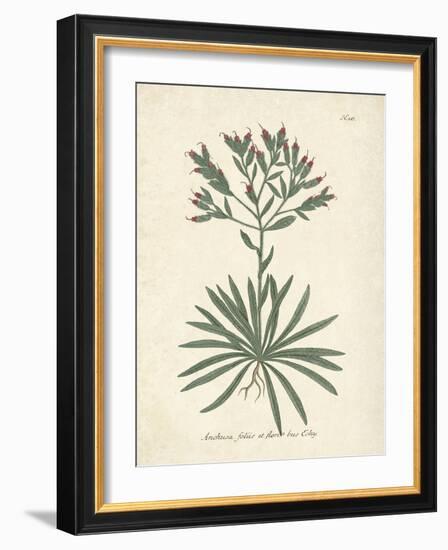 Botanica Anchusa-The Vintage Collection-Framed Giclee Print