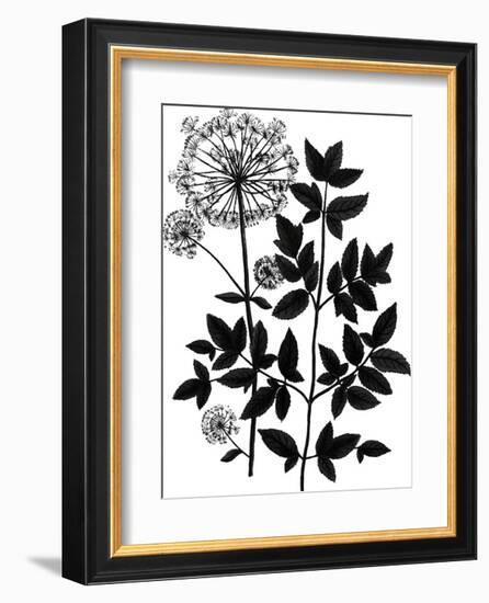Botanica Angelica - Noir-The Vintage Collection-Framed Giclee Print