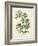 Botanica Angelica-The Vintage Collection-Framed Giclee Print