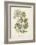 Botanica Angelica-The Vintage Collection-Framed Giclee Print