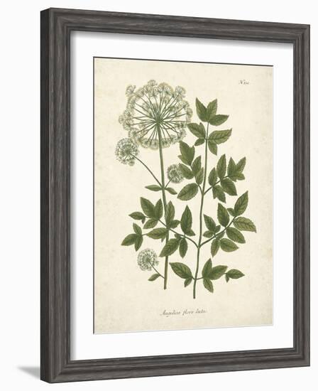 Botanica Angelica-The Vintage Collection-Framed Giclee Print