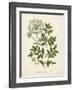 Botanica Angelica-The Vintage Collection-Framed Giclee Print