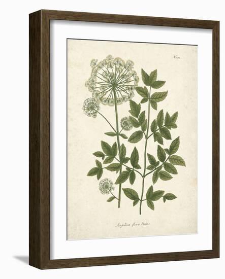 Botanica Angelica-The Vintage Collection-Framed Giclee Print