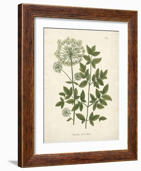 Botanica Angelica-The Vintage Collection-Framed Giclee Print