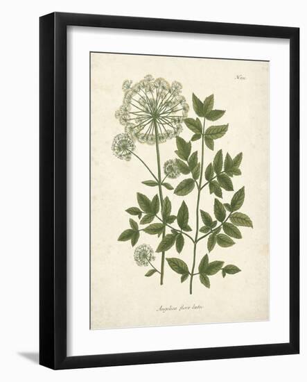 Botanica Angelica-The Vintage Collection-Framed Giclee Print