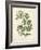 Botanica Angelica-The Vintage Collection-Framed Giclee Print