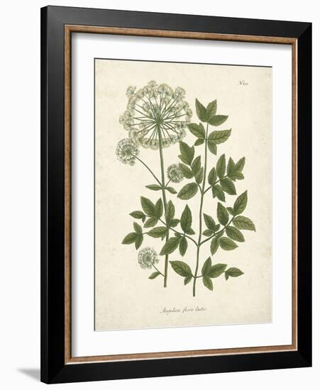 Botanica Angelica-The Vintage Collection-Framed Giclee Print