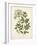 Botanica Angelica-The Vintage Collection-Framed Giclee Print