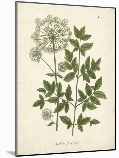 Botanica Angelica-The Vintage Collection-Mounted Giclee Print