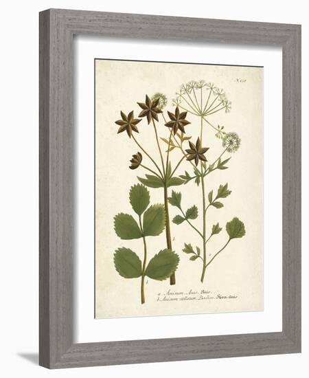 Botanica Anisum-The Vintage Collection-Framed Art Print