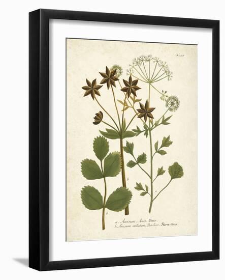 Botanica Anisum-The Vintage Collection-Framed Art Print