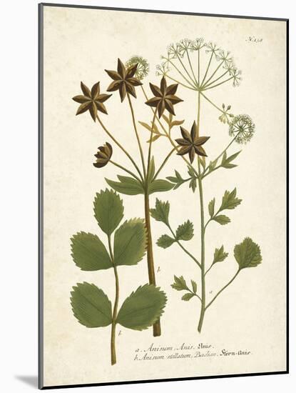 Botanica Anisum-The Vintage Collection-Mounted Art Print