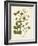 Botanica Anisum-The Vintage Collection-Framed Art Print