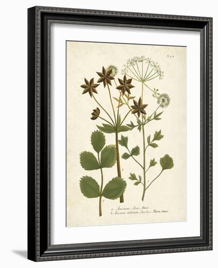 Botanica Anisum-The Vintage Collection-Framed Art Print