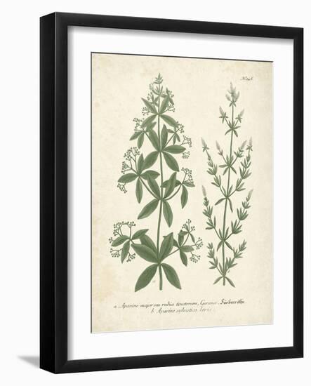 Botanica Aparine-The Vintage Collection-Framed Giclee Print