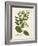 Botanica Apocynum-The Vintage Collection-Framed Giclee Print