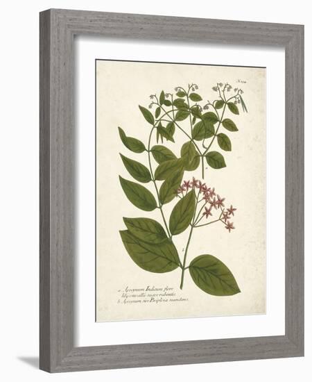 Botanica Apocynum-The Vintage Collection-Framed Giclee Print