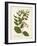 Botanica Apocynum-The Vintage Collection-Framed Giclee Print