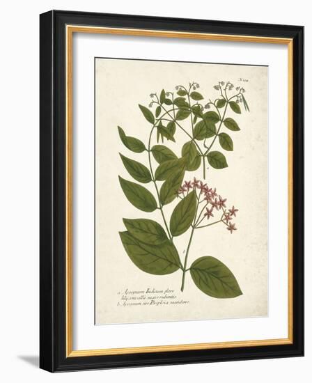 Botanica Apocynum-The Vintage Collection-Framed Giclee Print