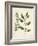 Botanica Atriplex-The Vintage Collection-Framed Giclee Print