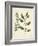 Botanica Atriplex-The Vintage Collection-Framed Giclee Print