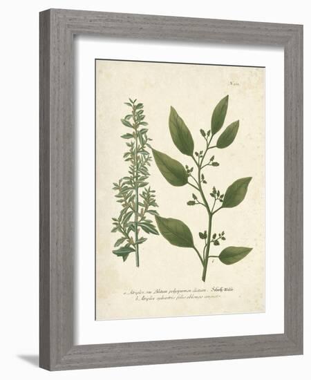 Botanica Atriplex-The Vintage Collection-Framed Giclee Print