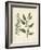 Botanica Atriplex-The Vintage Collection-Framed Giclee Print