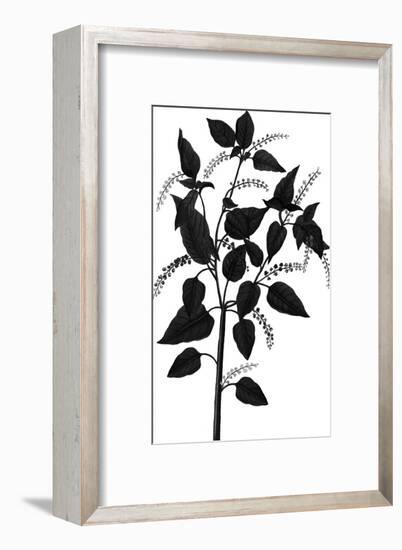 Botanica Baccifer - Noir-The Vintage Collection-Framed Giclee Print