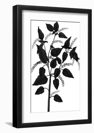 Botanica Baccifer - Noir-The Vintage Collection-Framed Giclee Print