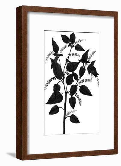 Botanica Baccifer - Noir-The Vintage Collection-Framed Giclee Print