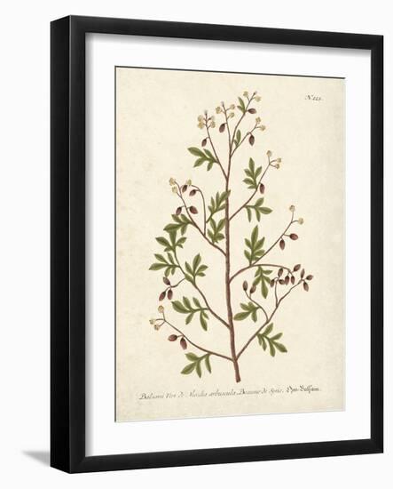 Botanica Balsami-The Vintage Collection-Framed Giclee Print