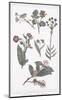 Botanica do Brasil - Flor-Maria Mendez-Mounted Giclee Print