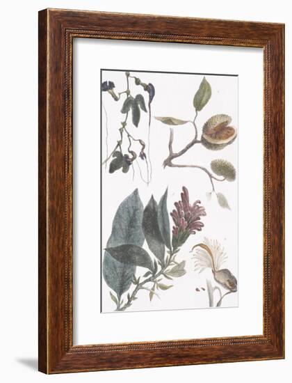 Botanica do Brasil - Fruta-Maria Mendez-Framed Giclee Print