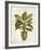 Botanica Fern-Emma Hill-Framed Giclee Print