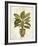 Botanica Fern-Emma Hill-Framed Giclee Print