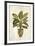 Botanica Fern-Emma Hill-Framed Art Print