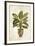 Botanica Fern-Emma Hill-Framed Art Print