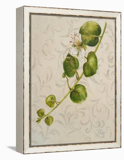 Botanica I-Patricia Pinto-Framed Stretched Canvas