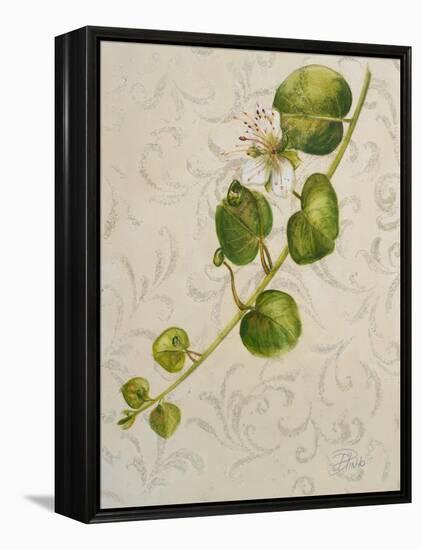 Botanica I-Patricia Pinto-Framed Stretched Canvas