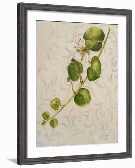 Botanica I-Patricia Pinto-Framed Art Print